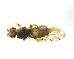 Tricimba tinctipennis