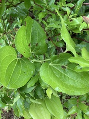Smilax azorica