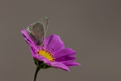 Hesperocharis paranensis