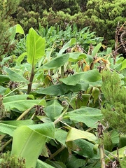 Regulus regulus azoricus