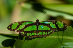 Philaethria wernickei