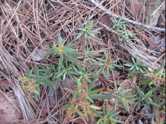 Sedum polytrichoides