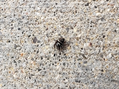 Salticidae