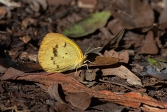 Eurema elathea flavescens