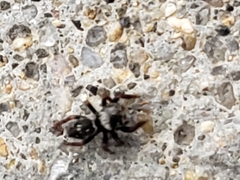 Salticidae