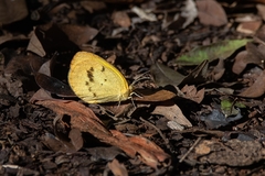 Eurema elathea flavescens
