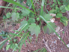 Ainsliaea acerifolia