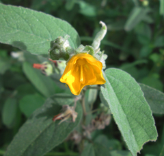 Melhania acuminata var. acuminata image