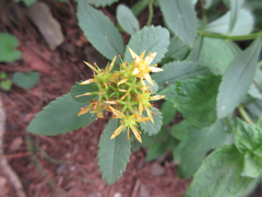 Phedimus kamtschaticus