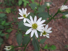 Aster scaber