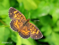 Phyciodes graphica