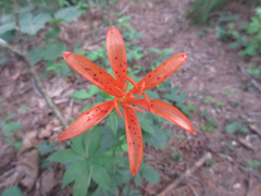 Lilium tsingtauense