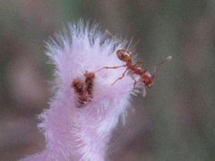 Pheidole fervida
