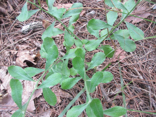 Berteroella maximowiczii iNat (3)