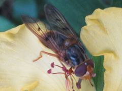 Ferdinandea ruficornis