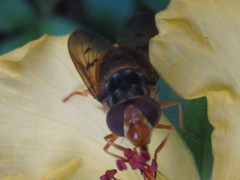 Ferdinandea ruficornis