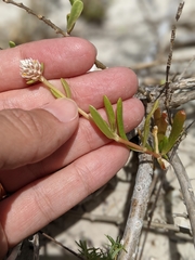 Blutaparon vermiculare