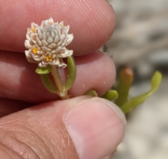 Blutaparon vermiculare
