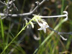 Ipomopsis aggregata candida