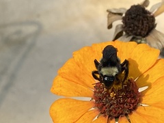 Bombus pensylvanicus