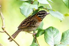 Zonotrichia capensis