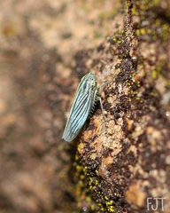Plesiommata mollicula
