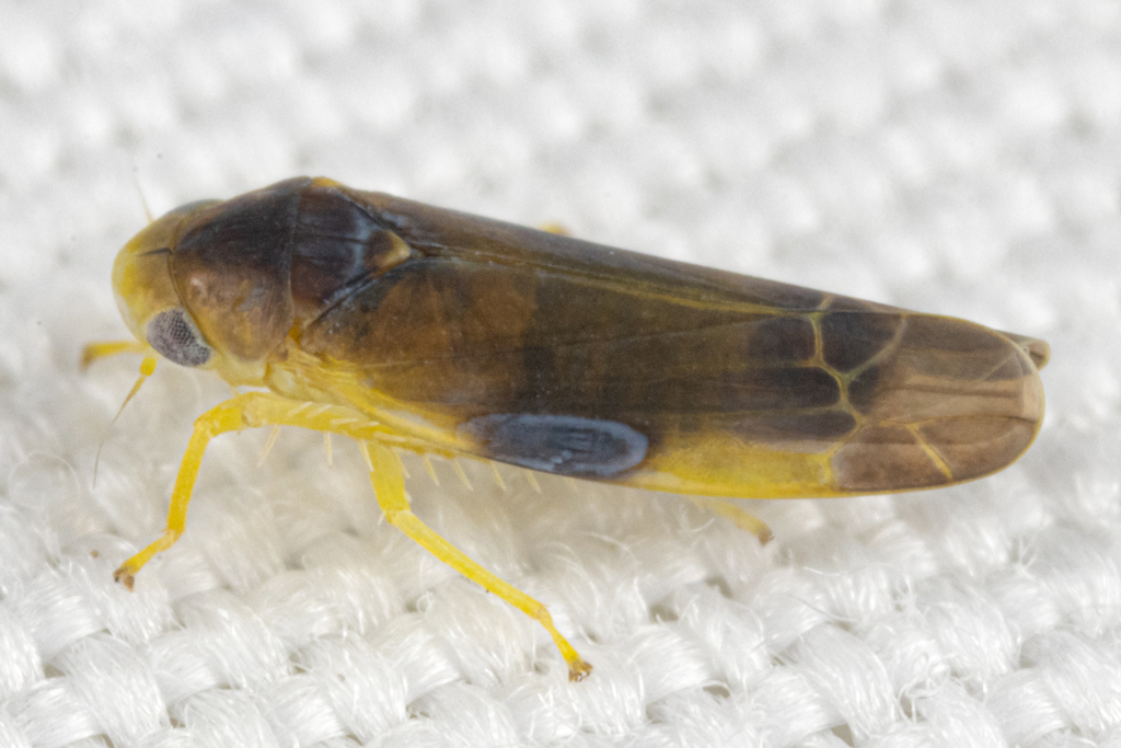 Empoa vestita