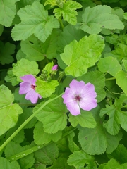 Palaua