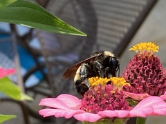 Bombus pensylvanicus