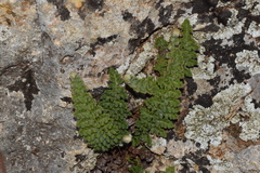 Cosentinia vellea