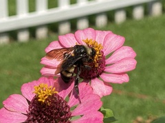 Bombus pensylvanicus