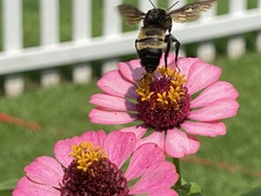 Bombus pensylvanicus