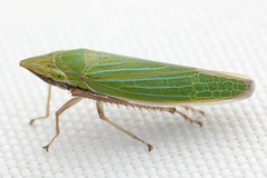 Draeculacephala robinsoni