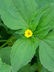 Philoglossa peruviana