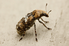 Euparius
