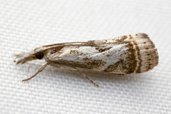 Microcrambus elegans