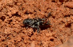 Tridactylidae