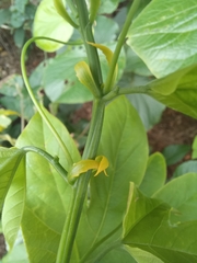 Passiflora platyloba