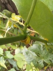 Passiflora platyloba