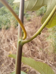 Passiflora platyloba