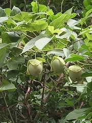 Passiflora platyloba