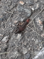 Platydracus mysticus