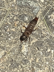 Platydracus mysticus