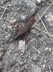 Platydracus mysticus