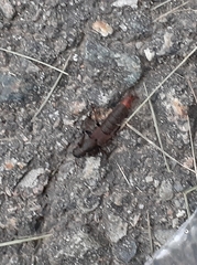 Platydracus mysticus