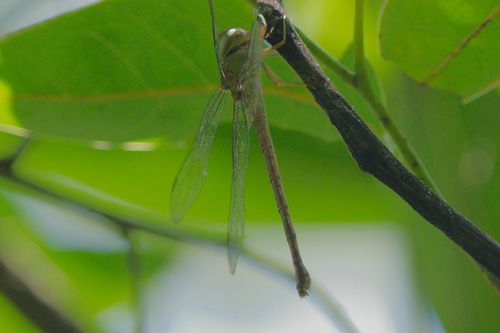 Pale-green Darner photo 5