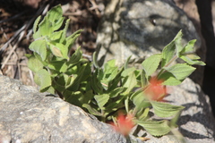Erythranthe cardinalis