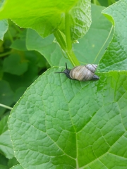 Bostryx conspersus