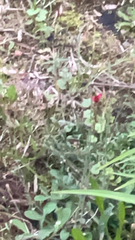 Trifolium incarnatum