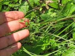 Thalictrum macrostylum